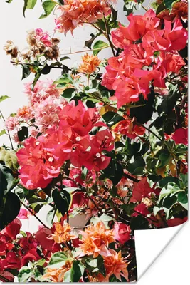 Produktbild von MuchoWow® Poster Rosa Blumen in einem Busch 60x90 cm - Wanddekoration