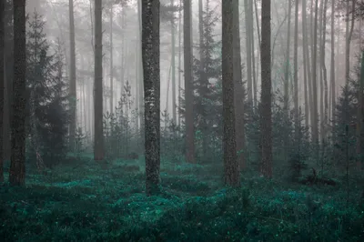 Zdjęcie produktu dla Fototapeta Las we mgle Egzotyczna Roślinność Krajobraz z widokiem na tropikalne drzewa Tapeta ścienna 3D 368x280cm