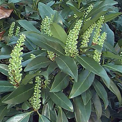 Immagine prodotto di 2 x  Alloro di Kirsch  - Prunus laurocerasus 'Zabeliana'  | 30-50 cm in vaso