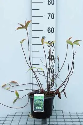 Obrázok produktu pre Weigela 'Moulin Rouge'® ('brigela') - Klinová ľalia 50- 60 cm - Kontajner