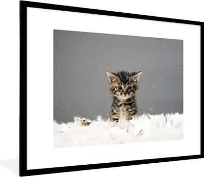 Produktbild von MuchoWow® MuchoWow® Gerahmtes Poster Katze - Kätzchen - Federn 80x60 cm - Poster mit zchwarzem Bilderrahmen - Schlafzimmer-Dekorationen - Fotoposter