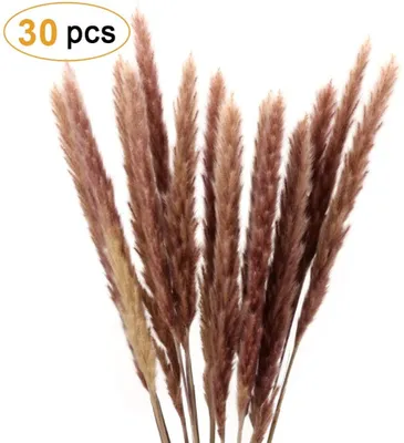 Obrázek produktu pro Pampová tráva, přírodní pampová tráva sušená pampová tráva Phragmites sušené květiny dekorace kytice pro domov