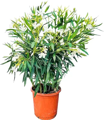Zdjęcie produktu dla Sunny Tree - Roślina - Oleander - Nerium Oleander - Wysokość 80-100 cm - Kolor biały - Roślina zewnętrzna