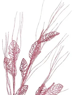 Imagen del producto de Zweig Krist+ Rosa, 46 x 80 x 5 cm (12 unidades)