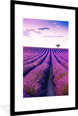 Produktbild von MuchoWow® Gerahmtes Poster Lavendel - Bäume - Lila - Blumen 60x90 cm - Poster mit Schwarzem Bilderrahmen Wandposter Rahmen Foto Bilder - Dekoration - Wandposter Wohnzimmer - Hochwertig