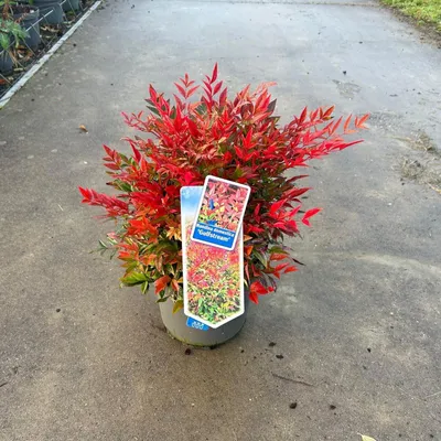 Image de Nandina domestica « Gulfstream »  - Bambou céleste | 35-40 cm en pot