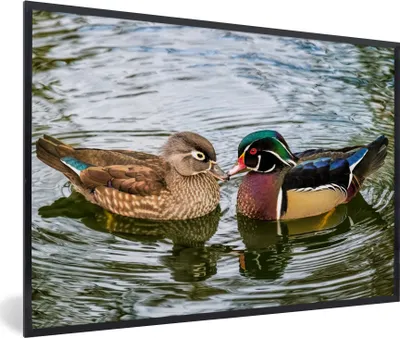 Produktbild von MuchoWow® Gerahmtes Poster Ente - Vögel - Wasser - Federn - Tiere 90x60 cm - Poster mit Schwarzem Bilderrahmen Wandposter Rahmen Foto Bilder - Fotorahmen - Foto-Plakat