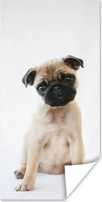 Produktbild von MuchoWow® Poster Hund - Haustiere - Porträt 40x80 cm - Dekoration