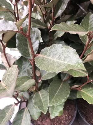 Zdjęcie produktu dla Elaeagnus ebbingei - ...wierzba w pojemniku 40 - 60 cm