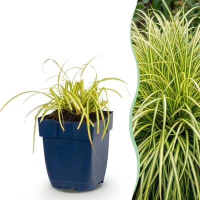 Zdjęcie produktu dla Carex oshimensis Evergold – turzyca japońska – zimozielona – żółto-zielona - 15-25cm - Ø11cm - Roślina ogrodowa