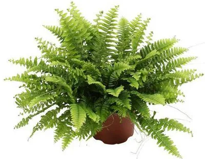 Image de Nephrolepis Boston Green (fougère de Boston) - Plante d'intérieur - Ø12cm