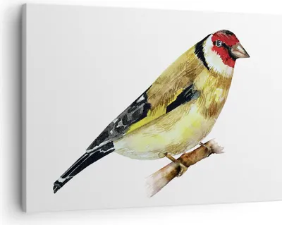 Produktbild von Bild auf Leinwand - Leinwandbild - Einteilig - Stieglitz Vogel Aquarell - 70x50cm - Wand Bild - Wanddeko - Wandbilder - Leinwanddruck - Bilder - Wanddekoration - Leinwand bilder - AA70x50-4179