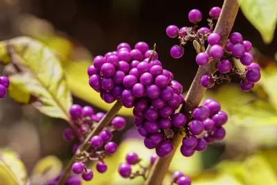 Immagine prodotto di Callicarpa bodinieri Profusion - Arbusto dalle bacche viola 45 cm - Pianta ornamentale per giardino e balcone