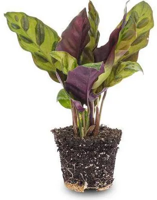 Zdjęcie produktu dla Roślina pawia Calathea Lancifolia – roślina do terrariów, średnica 6 cm – egzotyczna roślina doniczkowa