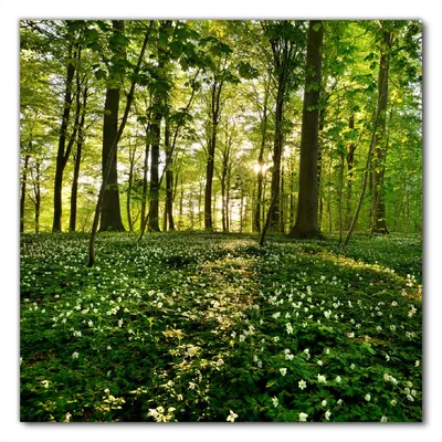Produktbild von Wallario selbstklebende Möbelfolie/ Tischdecke für Innen und Außen, Größe: 50 x 50 cm - Waldanemonen und Sonnenstrahlen im Wald