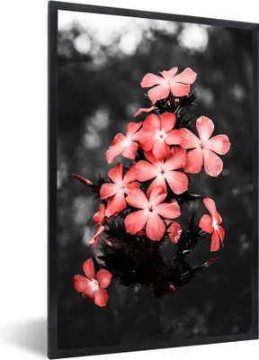 Produktbild von MuchoWow® MuchoWow® Gerahmtes Poster Blumen - Rosa - Farbe 20x30 cm - Poster mit zchwarzem Bilderrahmen - Drucken - Bilder Poster im Rahmen