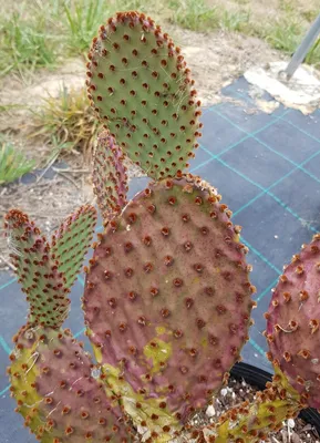 Image de Opuntia lubrica