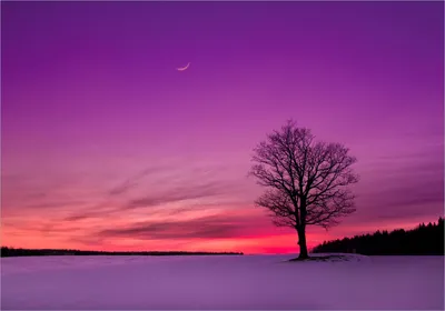 Produktbild von Wallario Poster - Mond und Baum am Abend bei Schnee, Kunstdruck Größe: 70 x 100 cm
