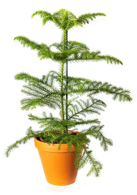Obrázok produktu pre Gardners Araucaria heterophylla, priemer 17 cm