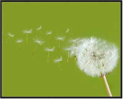 Produktbild von Wallario Wandbild Pusteblume auf der Wiese mit fliegenden Samen, Größe: 40,30 x 50,30 cm, Poster mit schwarzem Aluminiumrahmen