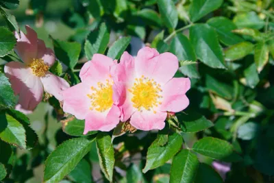 Produktbild von Rosa rubiginosa, Weinrose, 40–60 cm, duftend