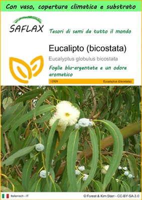 Immagine prodotto di SAFLAX Garden to go - Eucalipto (bicostata) - 100 semi - Eucalyptus