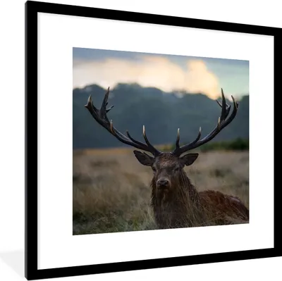Produktbild von MuchoWow® Gerahmtes Poster Hirsch - Wiese - Geweih 40x40 cm - Poster mit Schwarzem Bilderrahmen Wandposter Rahmen Foto Bilder - Poster - Plakat im Rahmen
