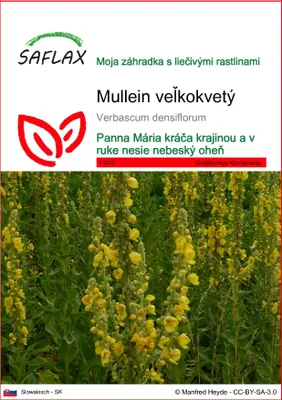 Obrázok produktu pre SAFLAX - Mullein veľkokvetý - Verbascum densiflorum - 500 Semená