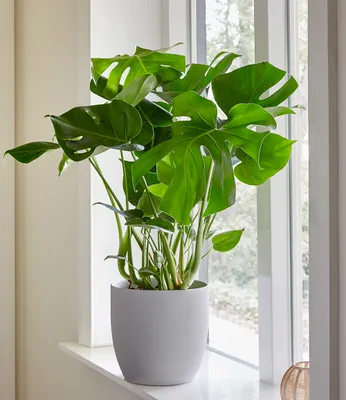 Produktbild von BALDUR Garten Monstera, 1 Pflanze, Fensterblatt, Monstera deliciosa, Zimmerpflanze Grünpflanze Zimmerpflanze luftreinigend. mehrjährig - frostfrei halten