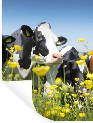 Produktbild von MuchoWow® - Wierderverwendbar - Selbstklebend