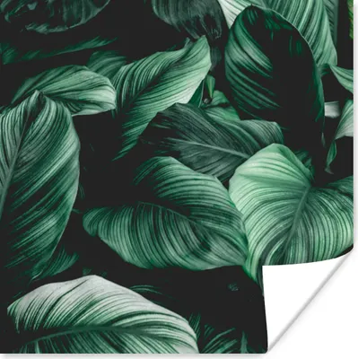Produktbild von MuchoWow® Poster Dschungel - Blätter - Tropisch - Pflanzen - Natur 100x100 cm - Babyzimmer