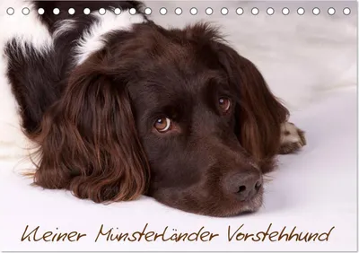 Produktbild von Kleiner Münsterländer Vorstehhund (Tischkalender 2025 DIN A5 quer), CALVENDO Monatskalender