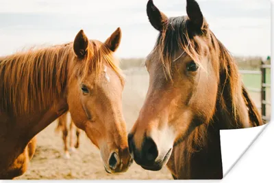 Produktbild von MuchoWow® Poster Pferd - Strand - Tiere 60x40 cm - Schlafzimmerdekoration
