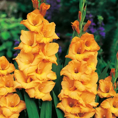 Produktbild von Gladiole Blumenzwiebeln Schwertblume Sommerblühende Siegwurze Ovatie 5 St.