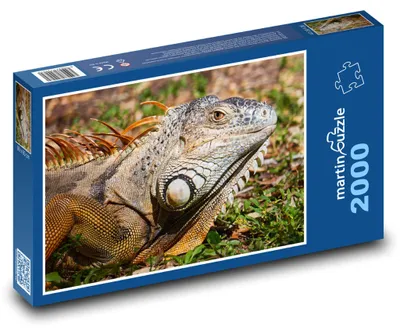 Zdjęcie produktu dla martinpuzzle - Puzzle 2000 - Leguan