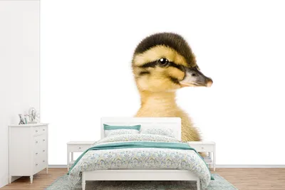 Produktbild von MuchoWow® Fototapete für Wohnzimmer oder Schlafzimmer Wandtapete Vinyl Motivtapete Ente - Gelb - Tiere - Natur - 600x400 cm - Vinyltapeten