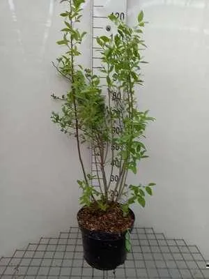 Immagine prodotto di Vaccinium corymbosum 'Goldtraube 23' - Mirtillo 'Goldtraube 24' | Altezza: 60-80 cm in vaso