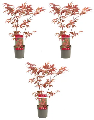 Produktbild von 3 Rote Fächerahorn Pflanzen 40 cm, Acer palmatum 'Atropurpureum', frosthart