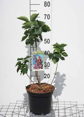 Image de Syringa vulg. 'Kath. Havemeyer' - Lilas noble 50- 60 cm - conteneur