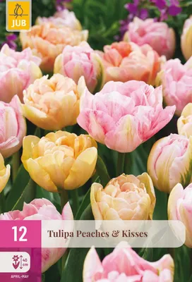 Productafbeelding van Tulipa Peaches & Kisses bloembol JUB 12 stuks