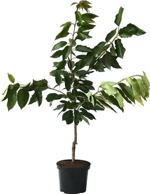 Produktbild von Sunburst selbstfruchtbare großfrüchtige Süßkirsche Buschbaum ca. 110-140 cm Colt