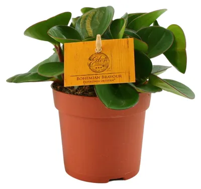 Produktbild von Peperomia Obtipan - 15cm - Ø10,5cm - Zimmerpflanze - Immergrün - Kakteen und Sukkulenten