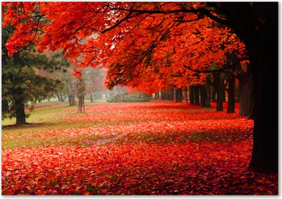 Produktbild von Tulup® Leinwandbild - 100x70 cm - Wandkunst - Drucke auf Leinwand - Leinwanddruck  - Blumen & Pflanzen - Rot - Bäume im Herbst