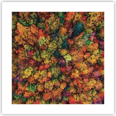 Produktbild von Poster - Poster ohne Rahmen - Herbst Perspektive Vogel - 40x40 cm - Wand Bild - Wanddeko - Wandbilder - Kunstposter - Wandposter - Bilder - Kunstdruck - Wanddekoration - Wandbild - P2XAC40x40-4478