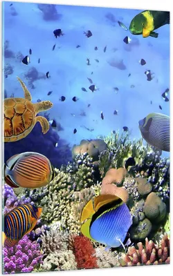 Produktbild von Bilder auf glas - Einteilig - Korallenriff - 70x100cm - Glasbilder - Wandbilder - Bilder - zum Aufhängen bereit - Wanddekoration aus Glas - Glas Bilder - Wandbild auf Glas - GPA70x100-3569