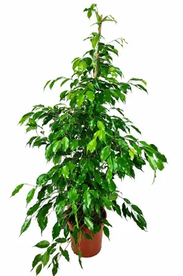 Produktbild von Birkenfeige Ficus Benjamina Exotica 130–150 cm – Große Zimmerpflanze, Luftreinigender Ficus, Pflegeleichte Grünpflanze für Büro & Zuhause