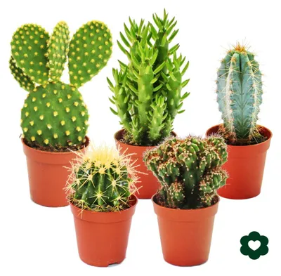 Produktbild von 5 verschiedene Kakteen im Set - 5,5cm Topf