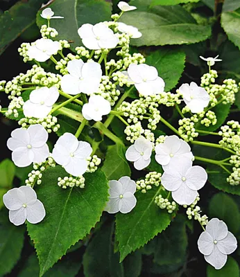 Produktbild von BALDUR Garten Kletter-Hortensien 'Semiola®', 1 Pflanze, Hydrangea petiolaris, blühende Kletterpflanze winterhart, pflegeleicht, für Standort im Schatten geeignet, blühend