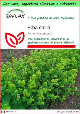 Immagine prodotto di SAFLAX Garden to go - Erba stella - 100 semi - Alchemilla