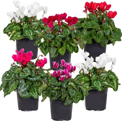 Image de Bloomique - Lot de 6 - Cyclamen Persicum - Cyclamen de patio - Plantes vivaces - Résistantes au gel - Hauteur 15-25 cm - Pot 10,5 cm